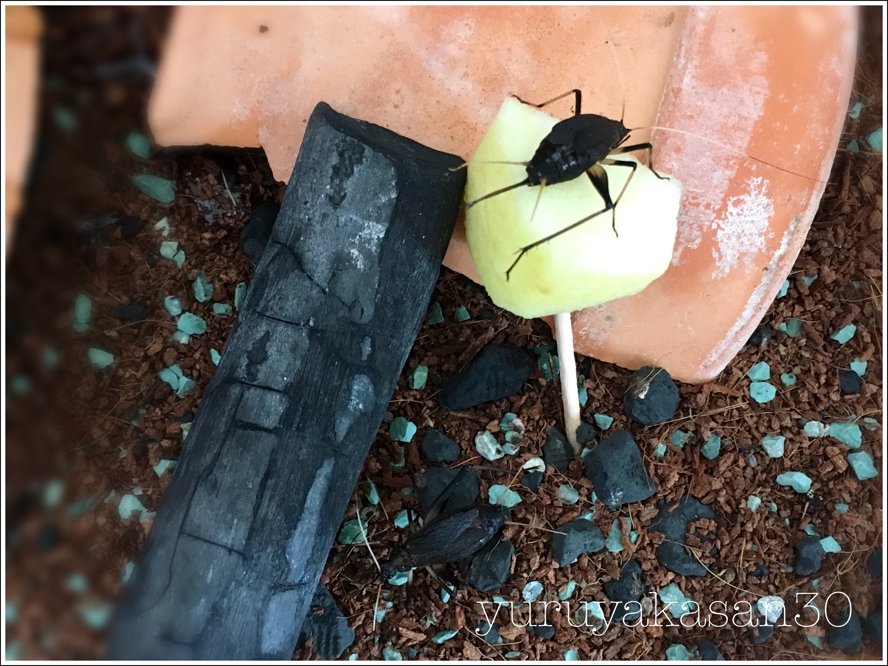 飼育下でのスズムシ の驚異的な寿命 鈴虫を飼う ゆるやかな生活を目指す女子のブログ
