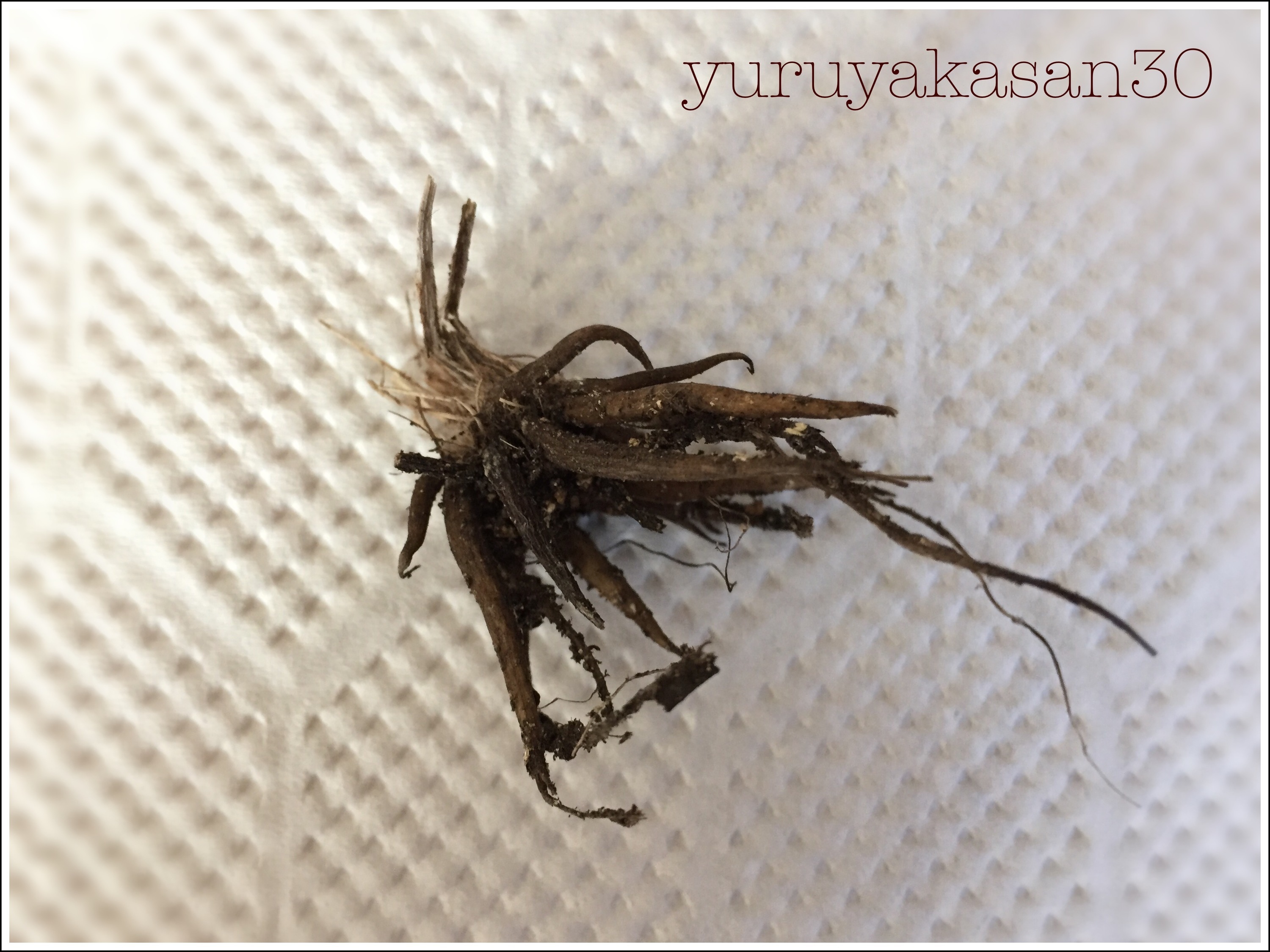 画像あり ラナンキュラスを育てる 球根の植え方 もどし方など 秋植え球根 ゆるやかな生活を目指す女子のブログ