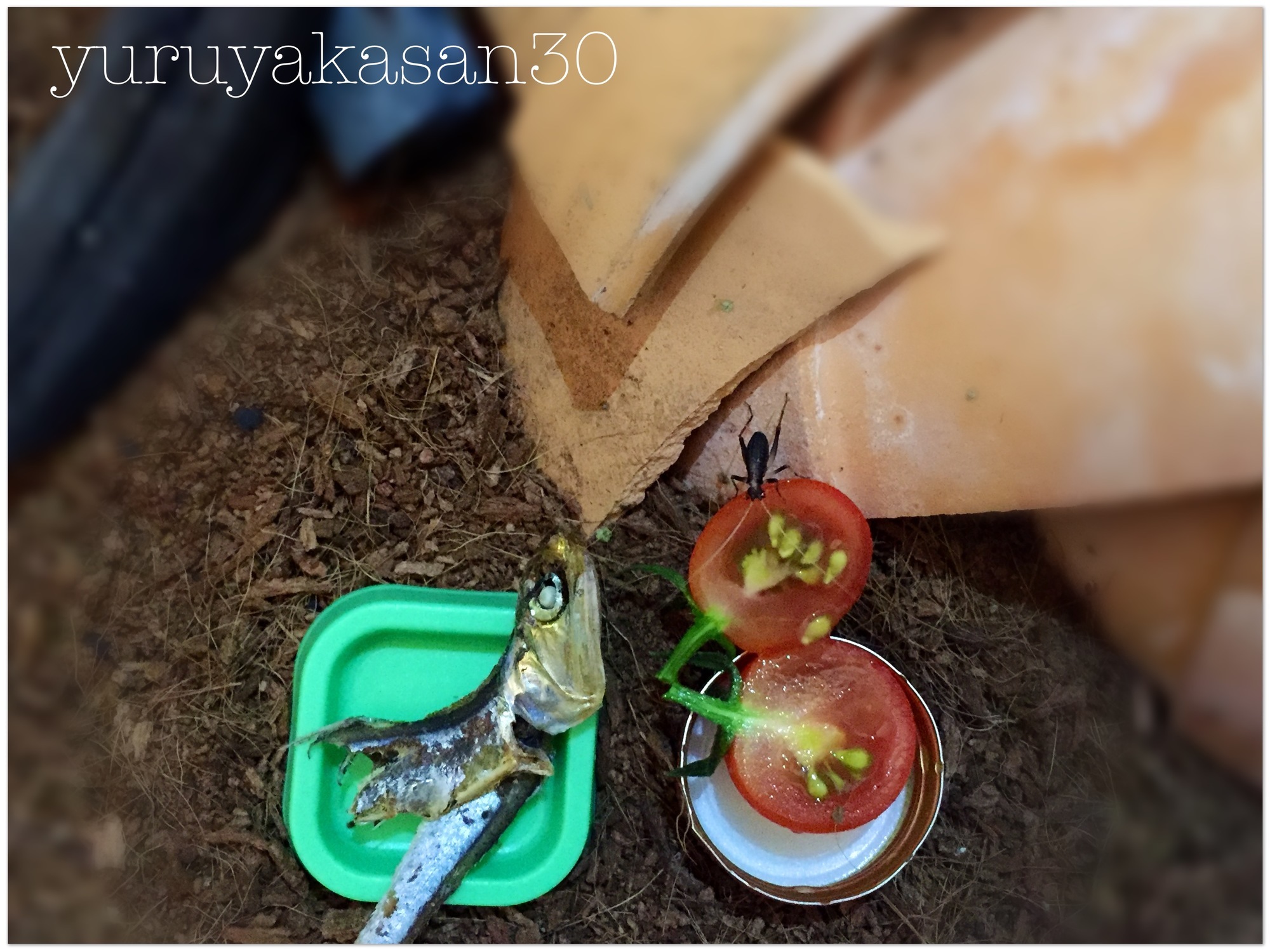 鈴虫を飼う 意外 スズムシ達は美食家 好きな食べものについて調べてみた ゆるやかな生活を目指す女子のブログ